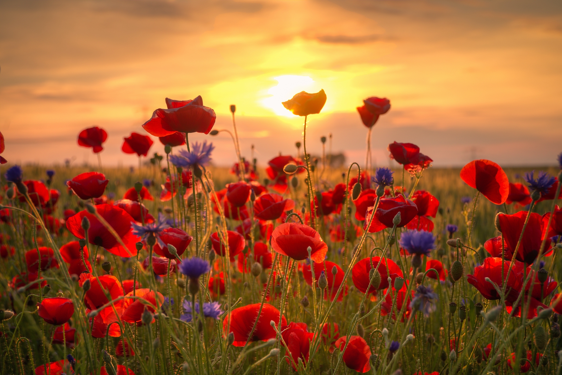 Poppies Sunset Wallpaper Buy Online Happywall