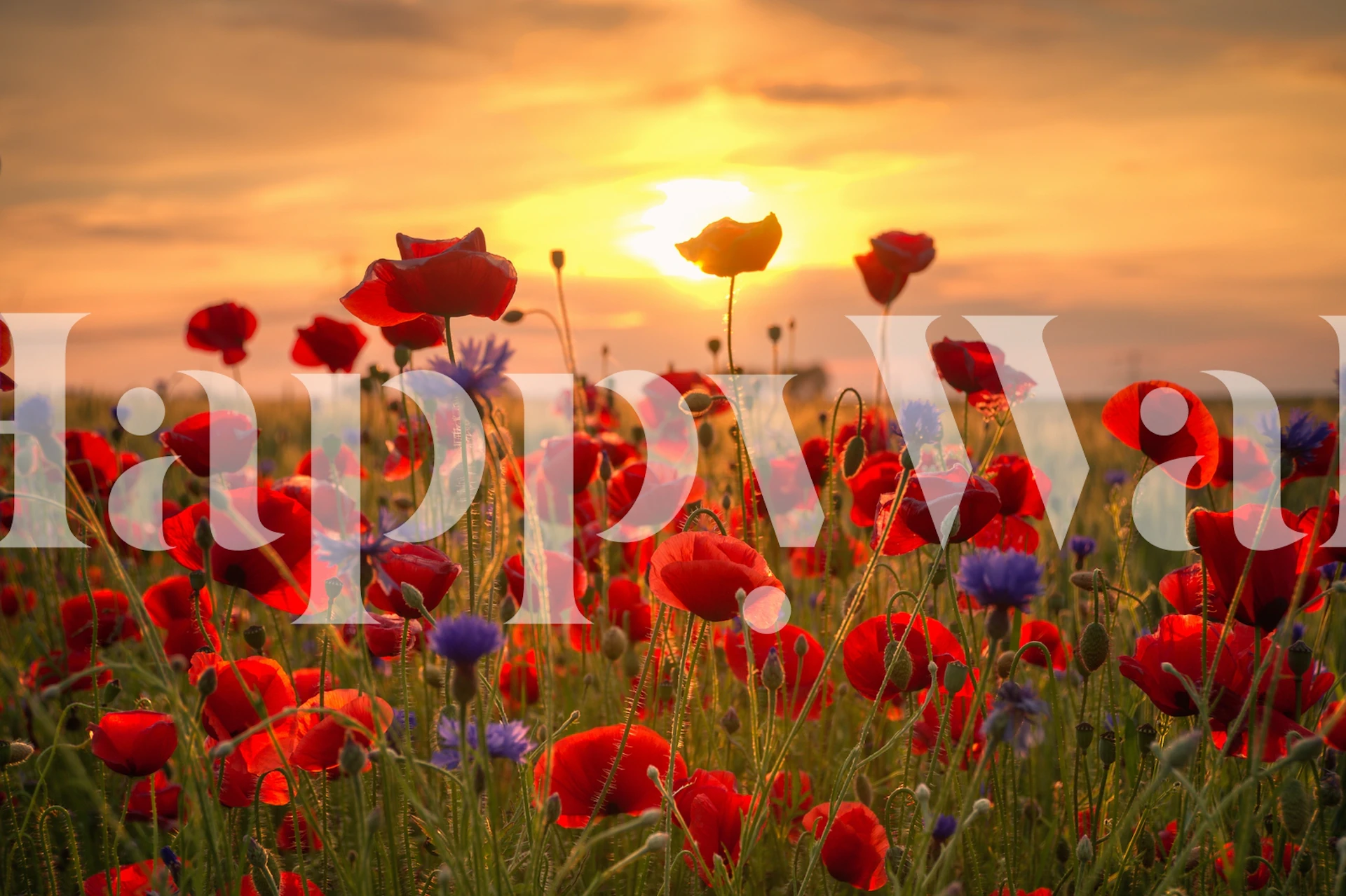 Vibrant poppies in a field at sunset wall mural
