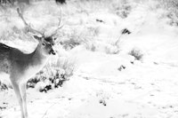 Graceful Stag in the Winter 2 tapetit