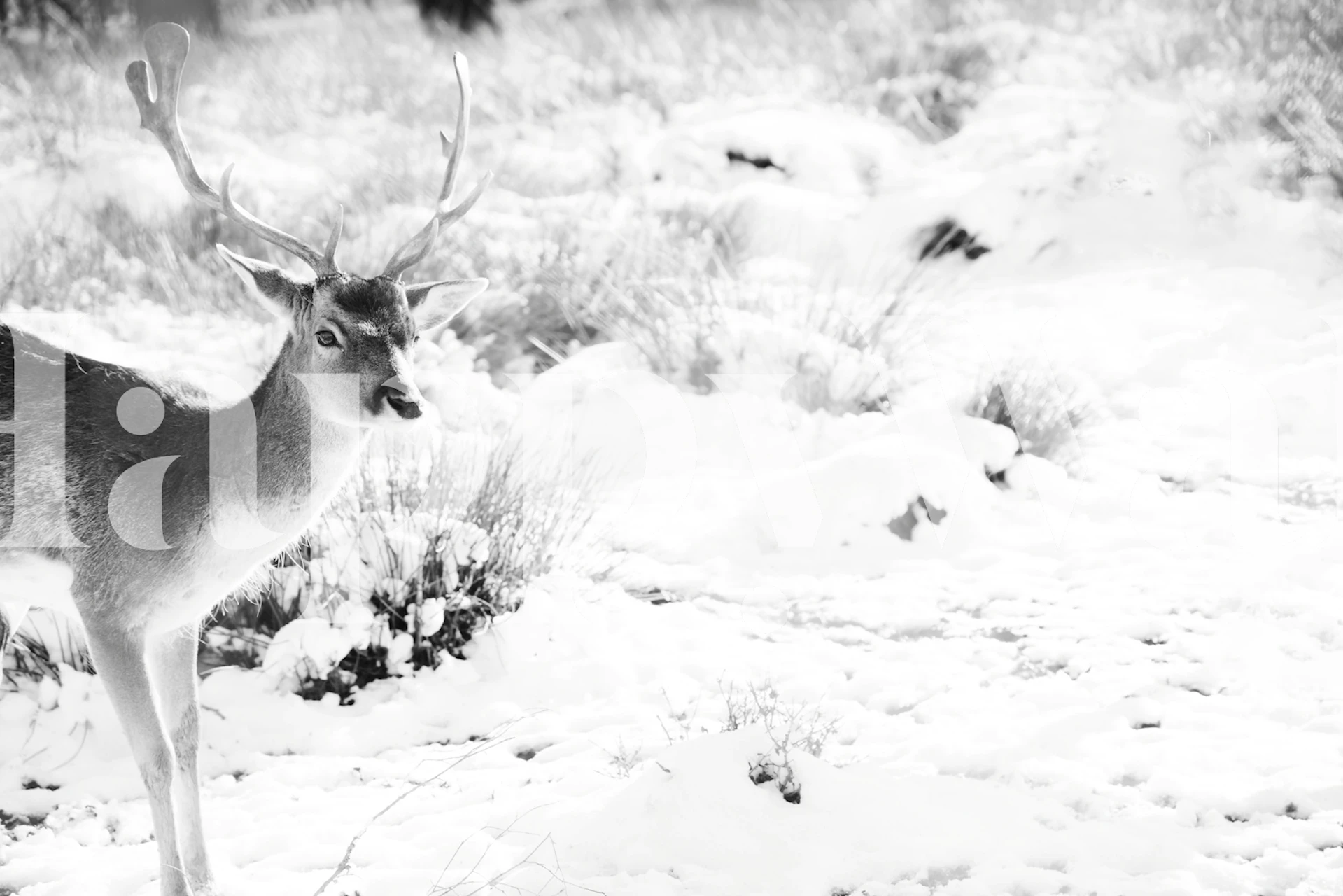 Talvitaalitteet, jossa on Graceful Stag in the Winter 2