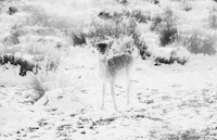 Cute little Fawn in the Winter Snow 2 tapeta