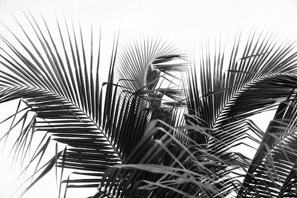 Lush Caribbean Palms 14