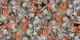 Skulls and Snakes Legacy II