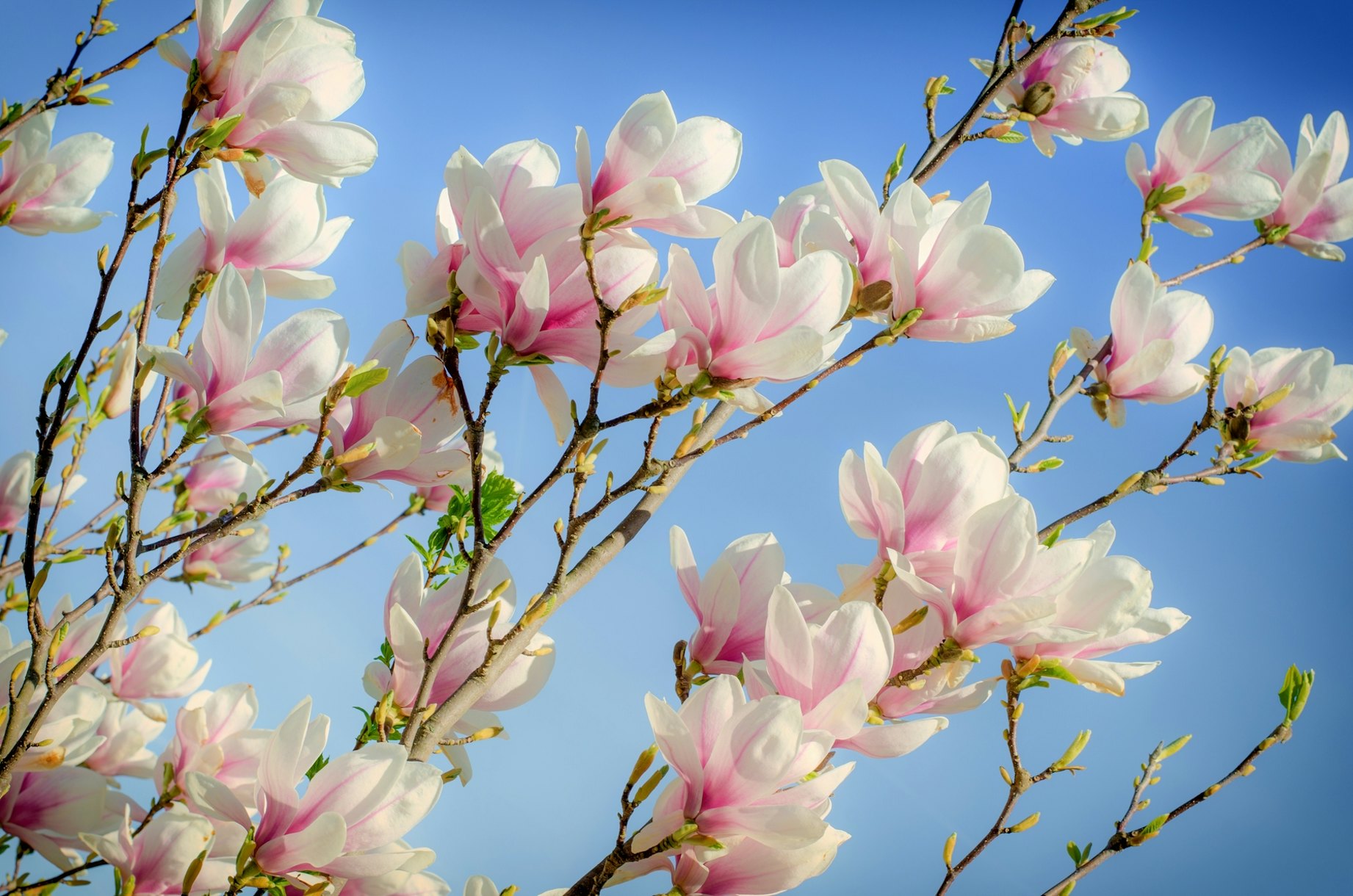 Magnolia Tree wallpaper - Happywall