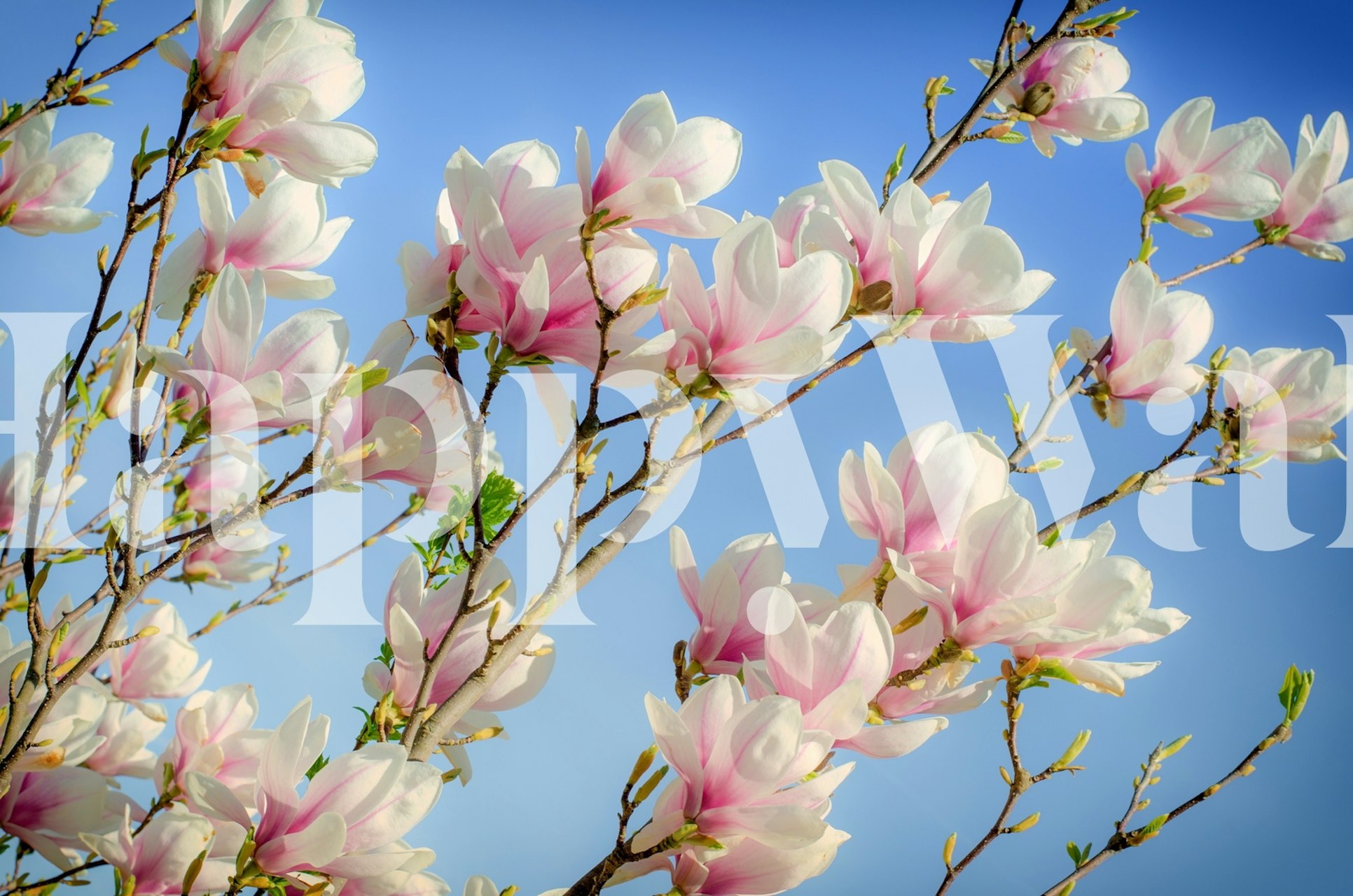 Magnolia Tree Wallpaper | Beautiful Floral Mural | Happywall