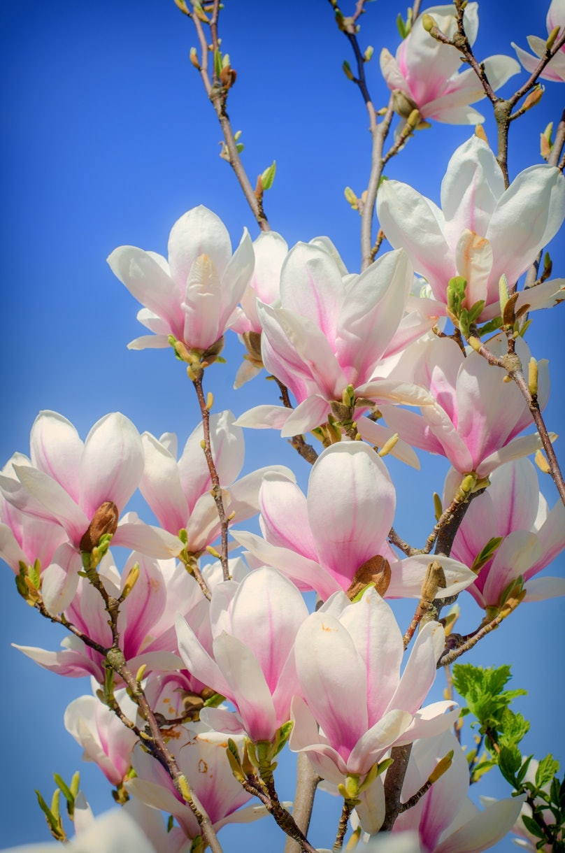 Buy Stunning Tulip Tree Wallpaper Online - Happywall