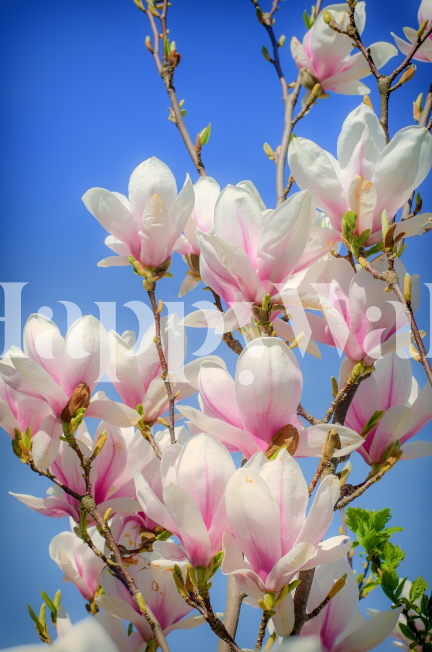 Buy Stunning Tulip Tree Wallpaper Online - Happywall