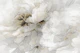 Creamy Bloom Serenity