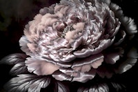 Velvety Peony Dream papel de parede