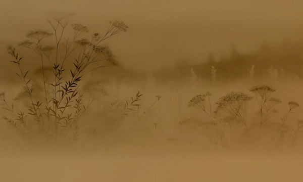 Moody Meadow Silence