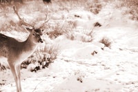 Graceful Stag in the Winter 3 tapetit