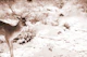 Graceful Stag in the Winter 3