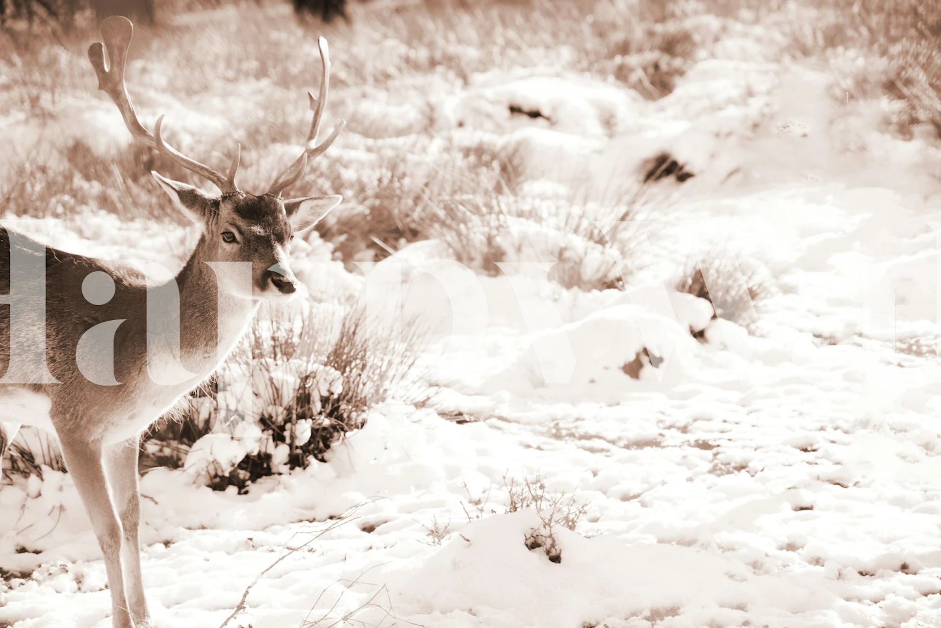 Vægbillede af en Graceful Stag in the Winter i vinterlandskab.