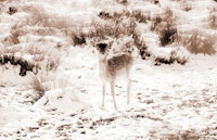 Cute little Fawn in the Winter Snow 3 tapeta