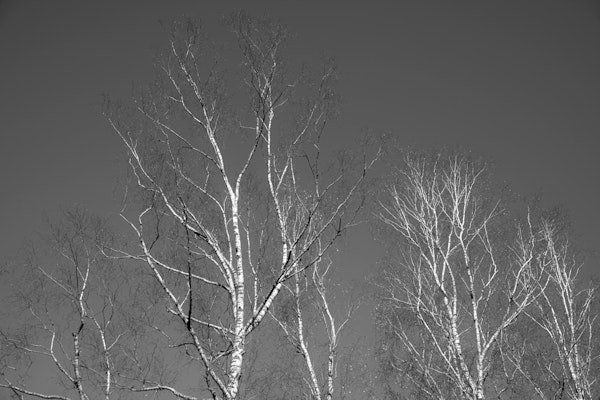 Dark Birch Tree Silhouettes 1