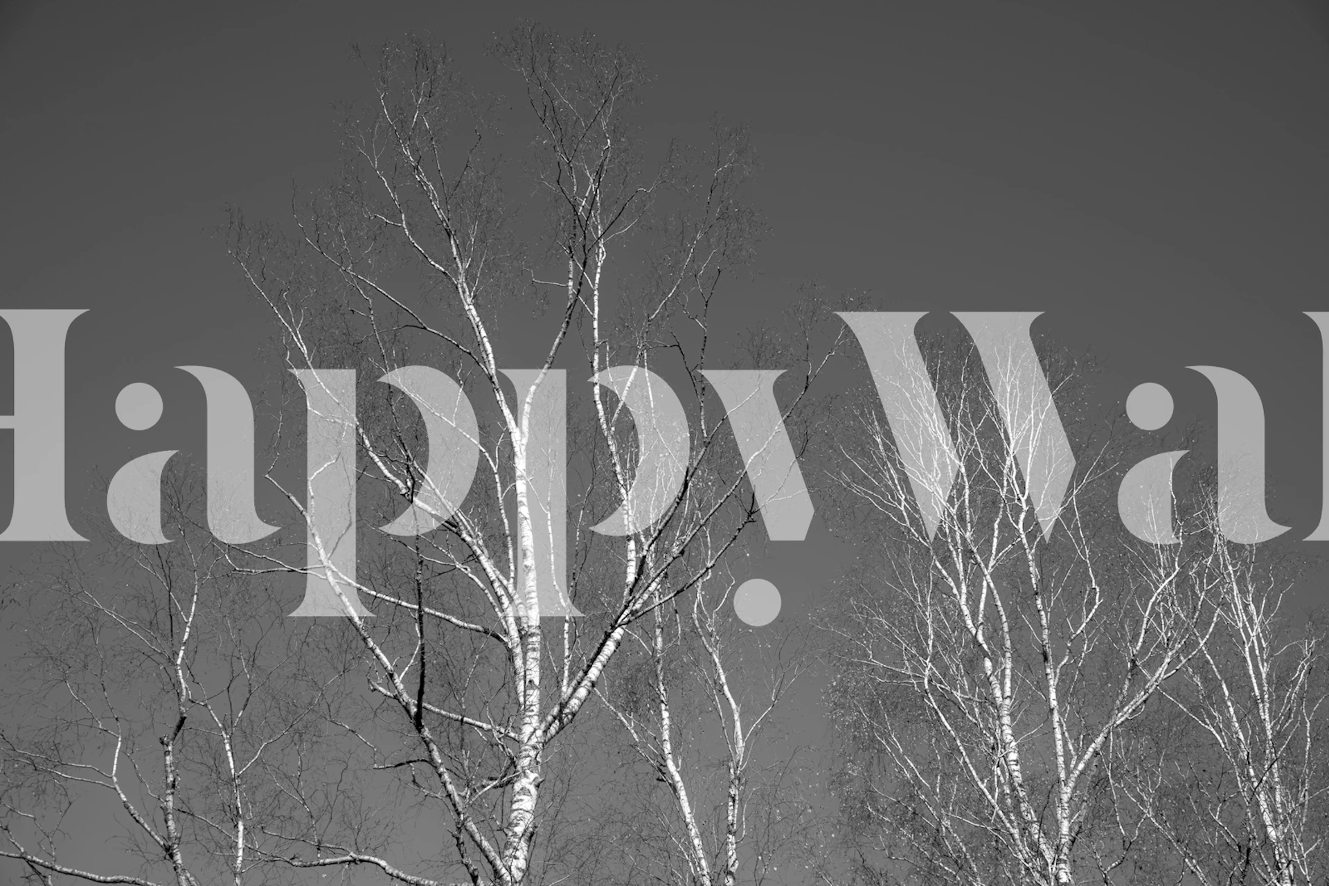 Papel de parede Dark Birch Tree Silhouettes em um quarto