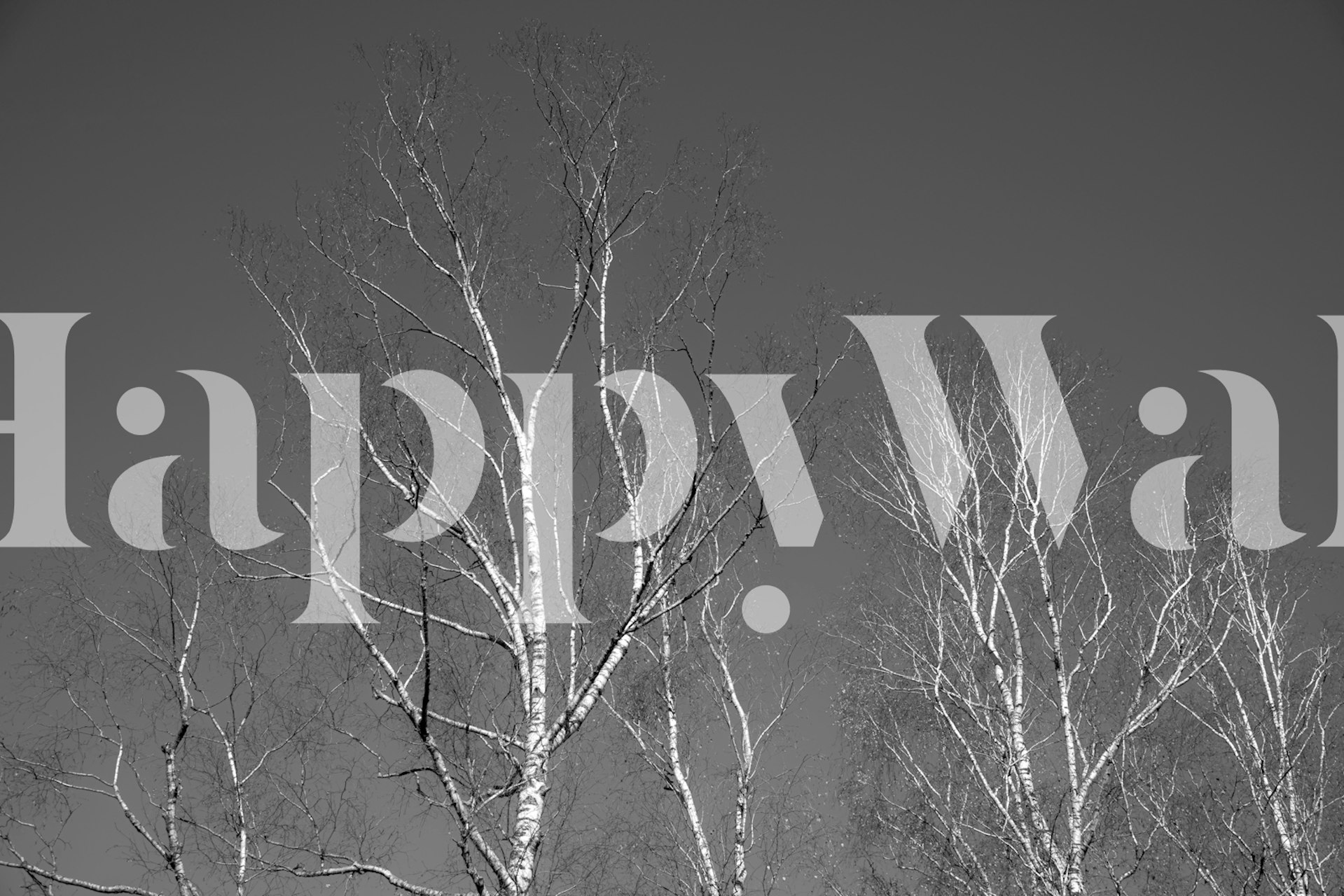 Tapeta Dark Birch Tree Silhouettes w pokoju