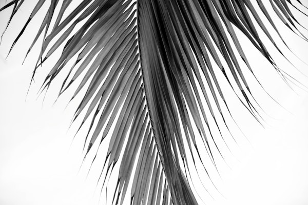 Lush Caribbean Palm 4