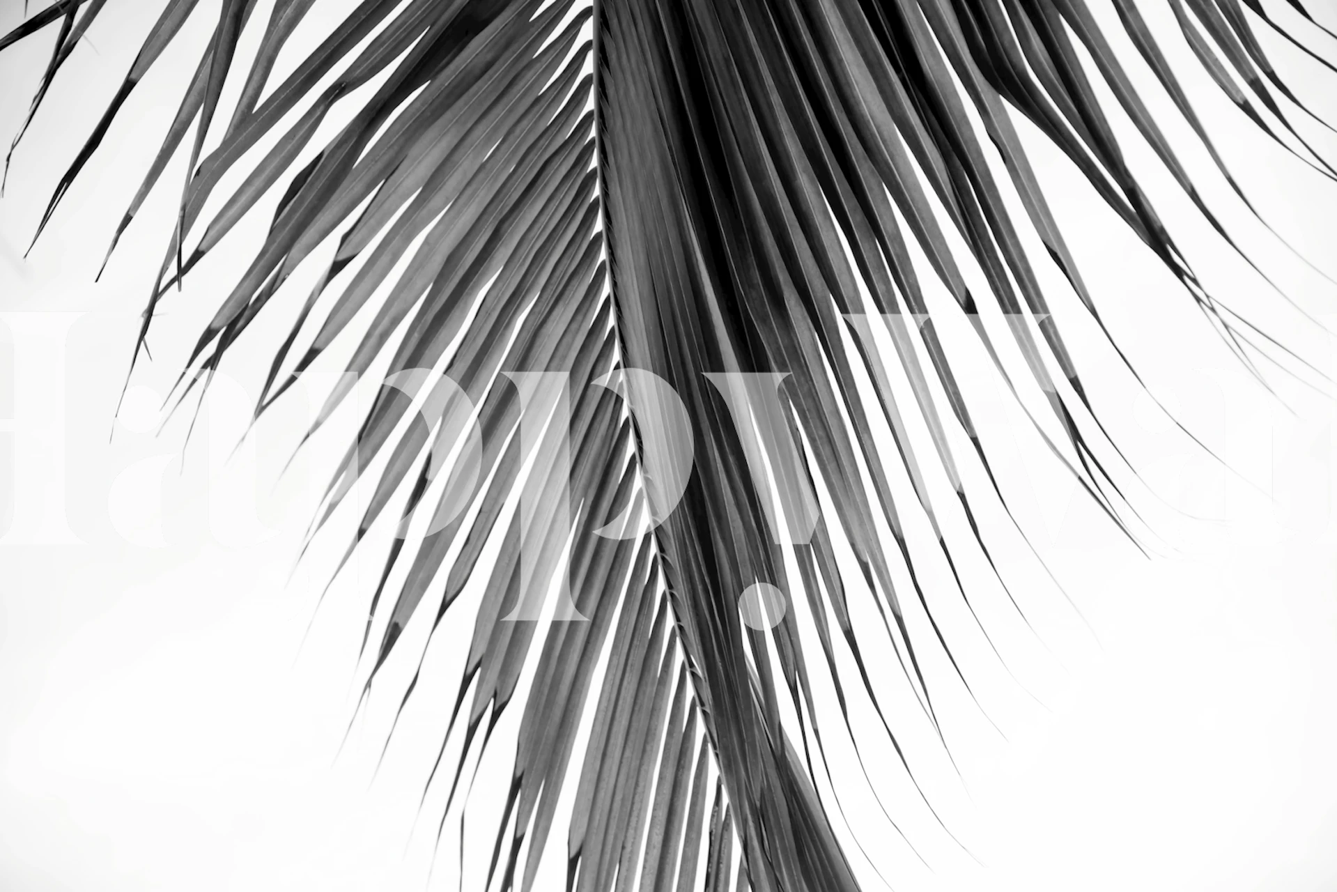 Lush Caribbean Palm 4 wallpaper in a room