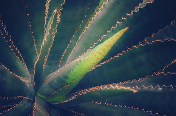 Agave