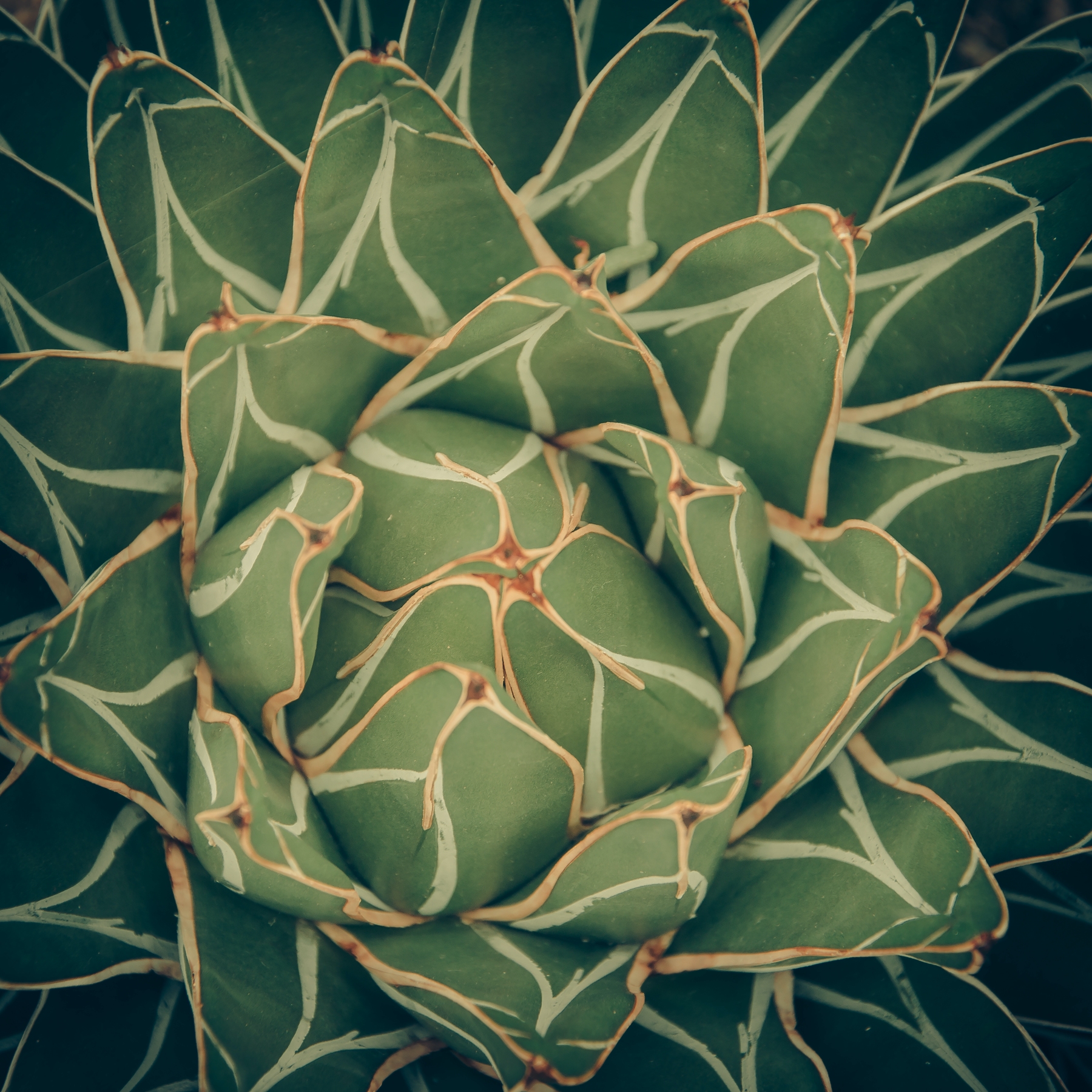 Tropical Agave Wallpaper - Exotic Wallpapers | Happywall