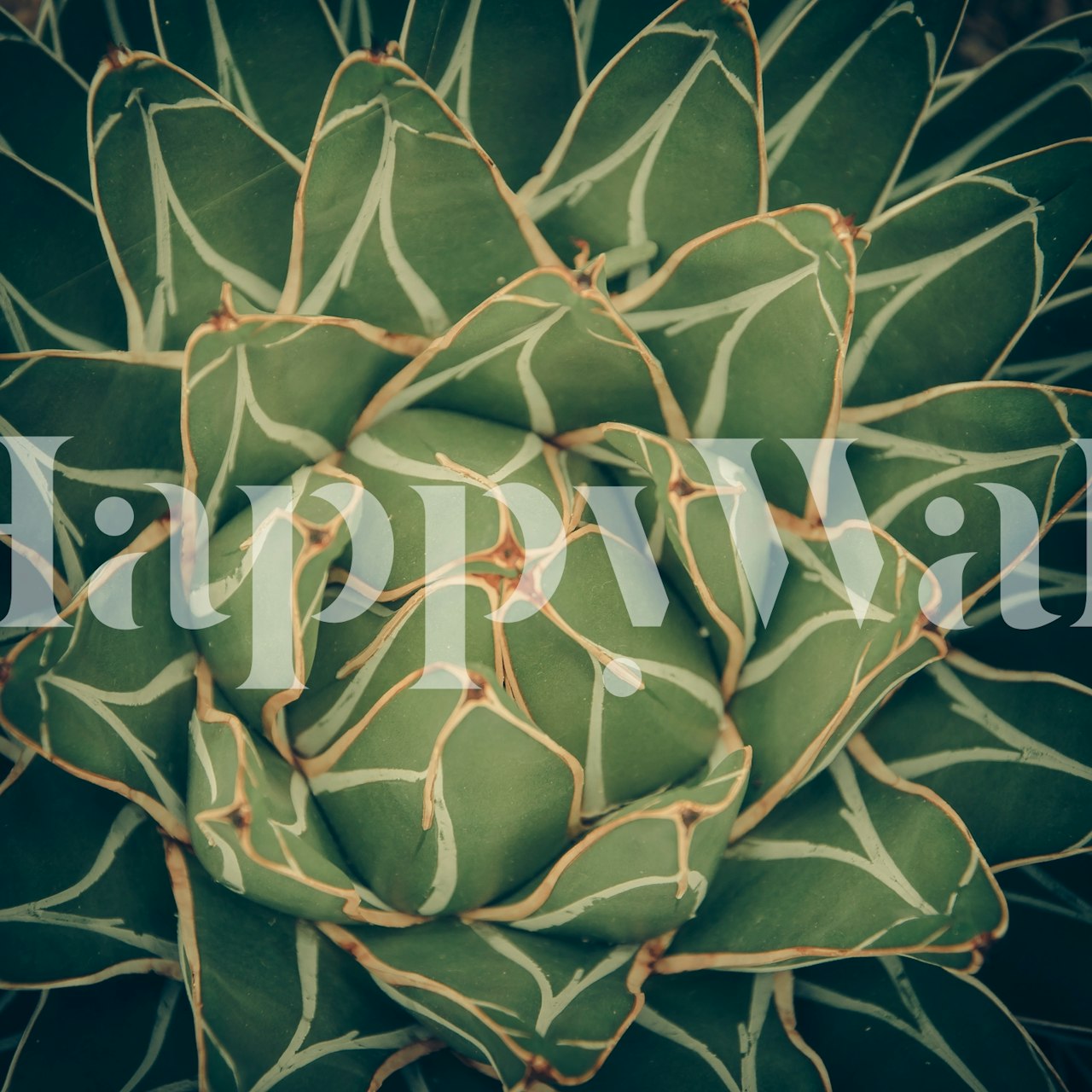 Close-up van een agaveplant met groene bladeren en witachtige nerfstructuur wallpaper