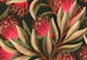 Pohutukawa Floral - Warm Red
