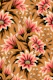 Gazania Floral - Mustard / Pink