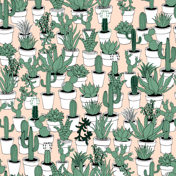 Succulents - white on peach