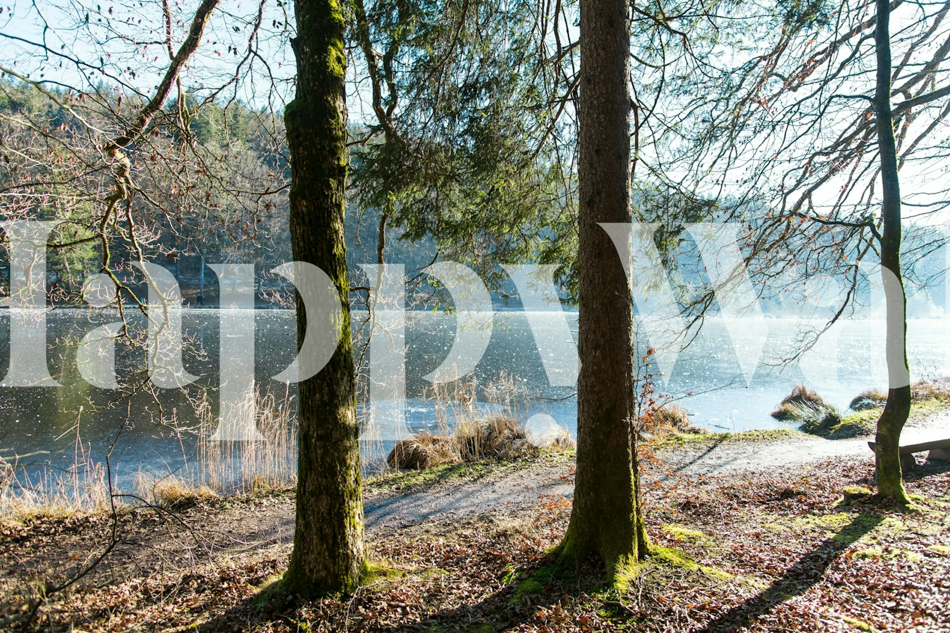 Scenic view of a serene forest lake with trees, earthy tones, natural wallpaper