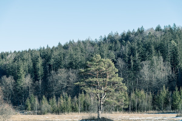 Pine Forest Tranquility 1