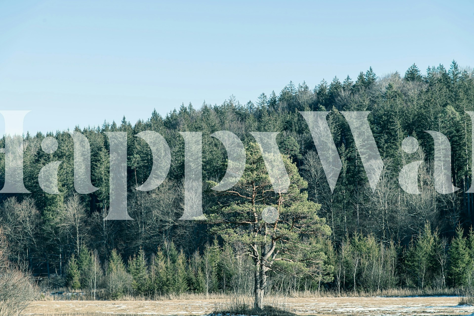 Pine Forest Tranquility 1 tapeta w aranżacji pokoju