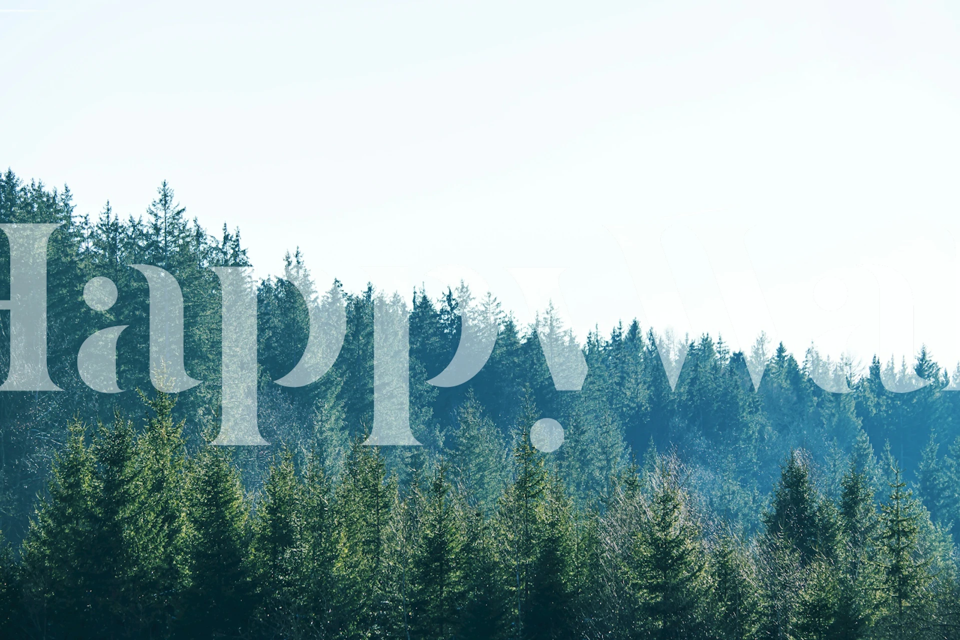 Pine Forest Dream 1 wallpaper in a room