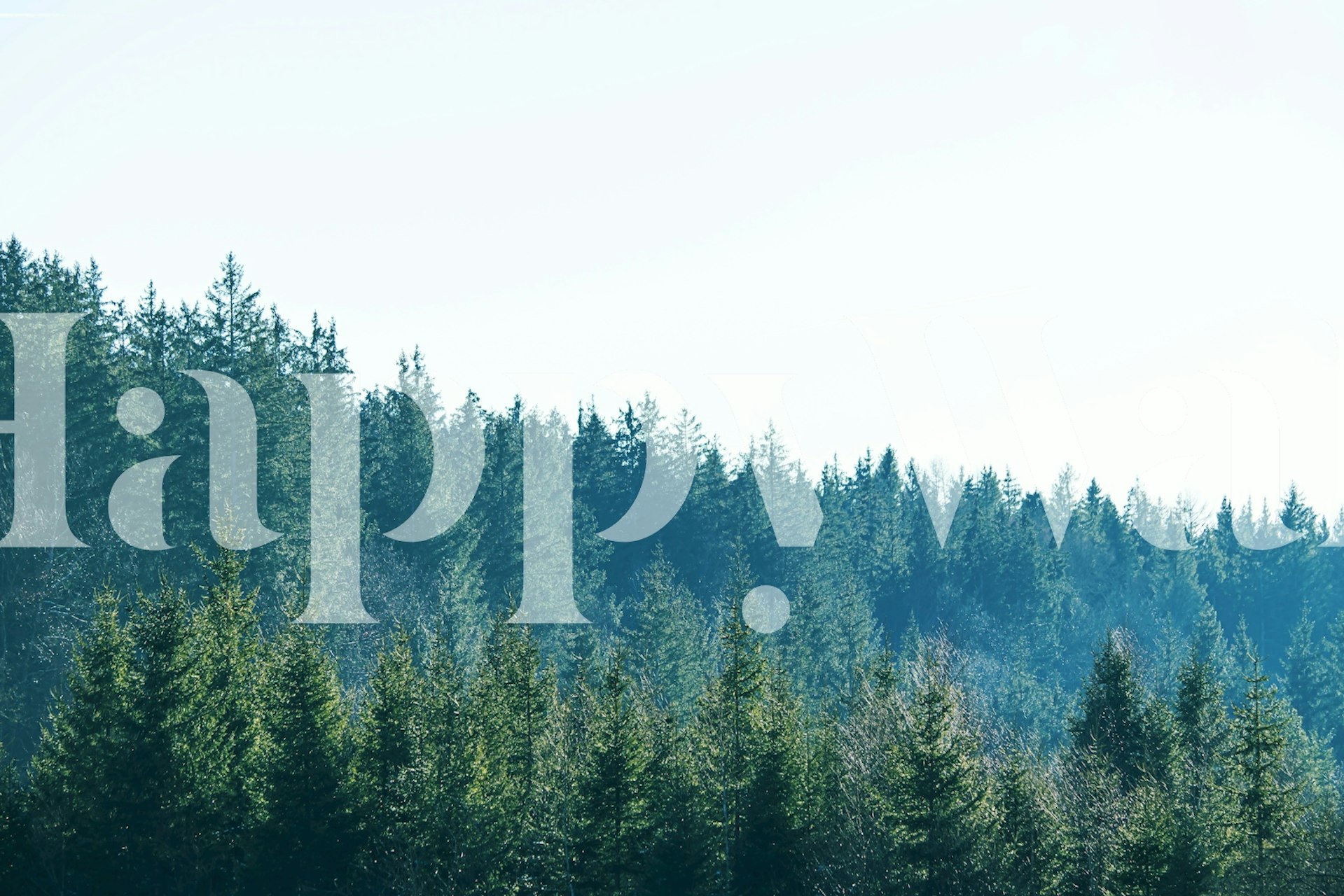 Pine Forest Dream 1 wallpaper in a room