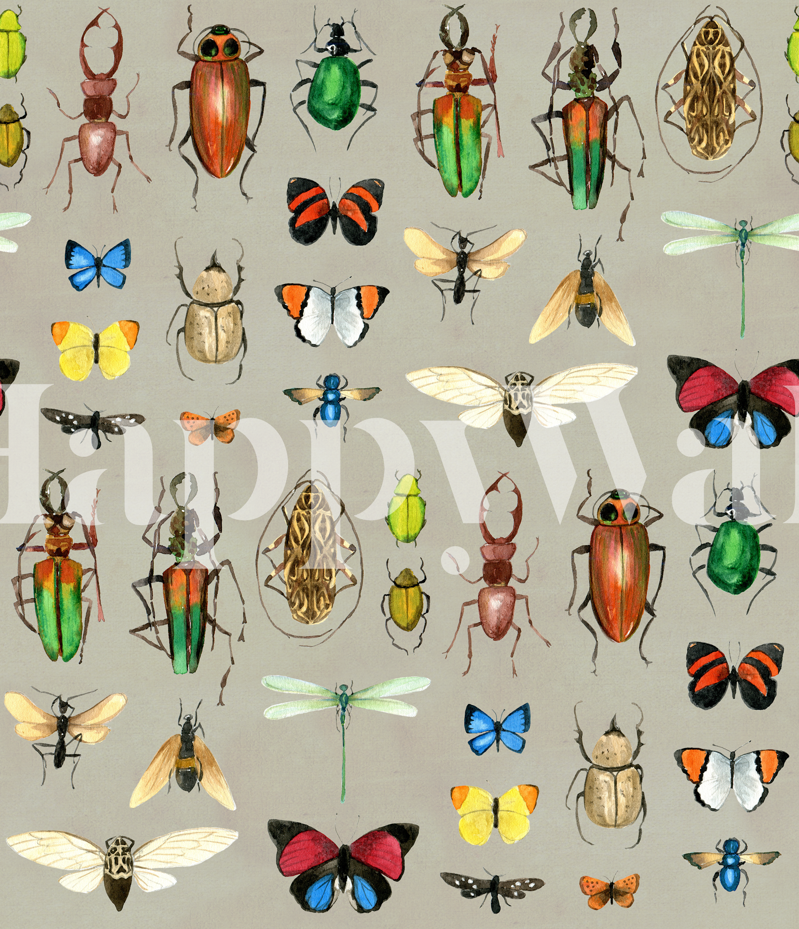 Colorful Insect Wallpaper on Grey Background