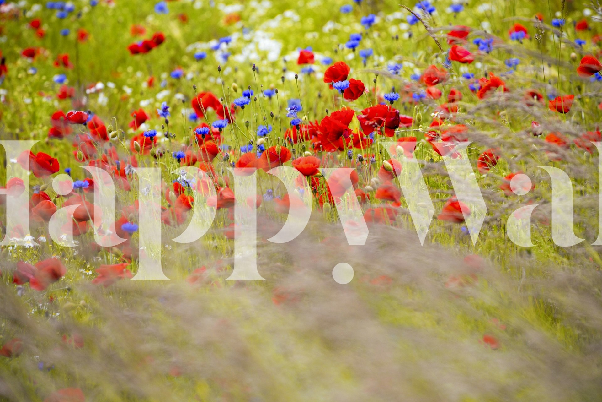Poppy flower bloom wallpaper huoneessa