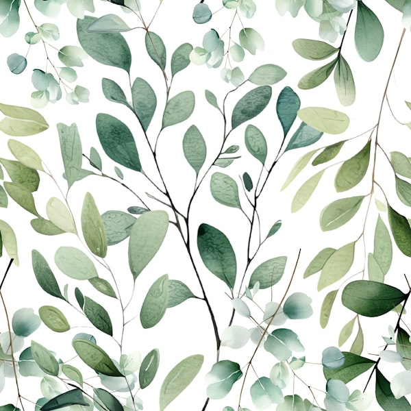 Eucalyptus dreamy land