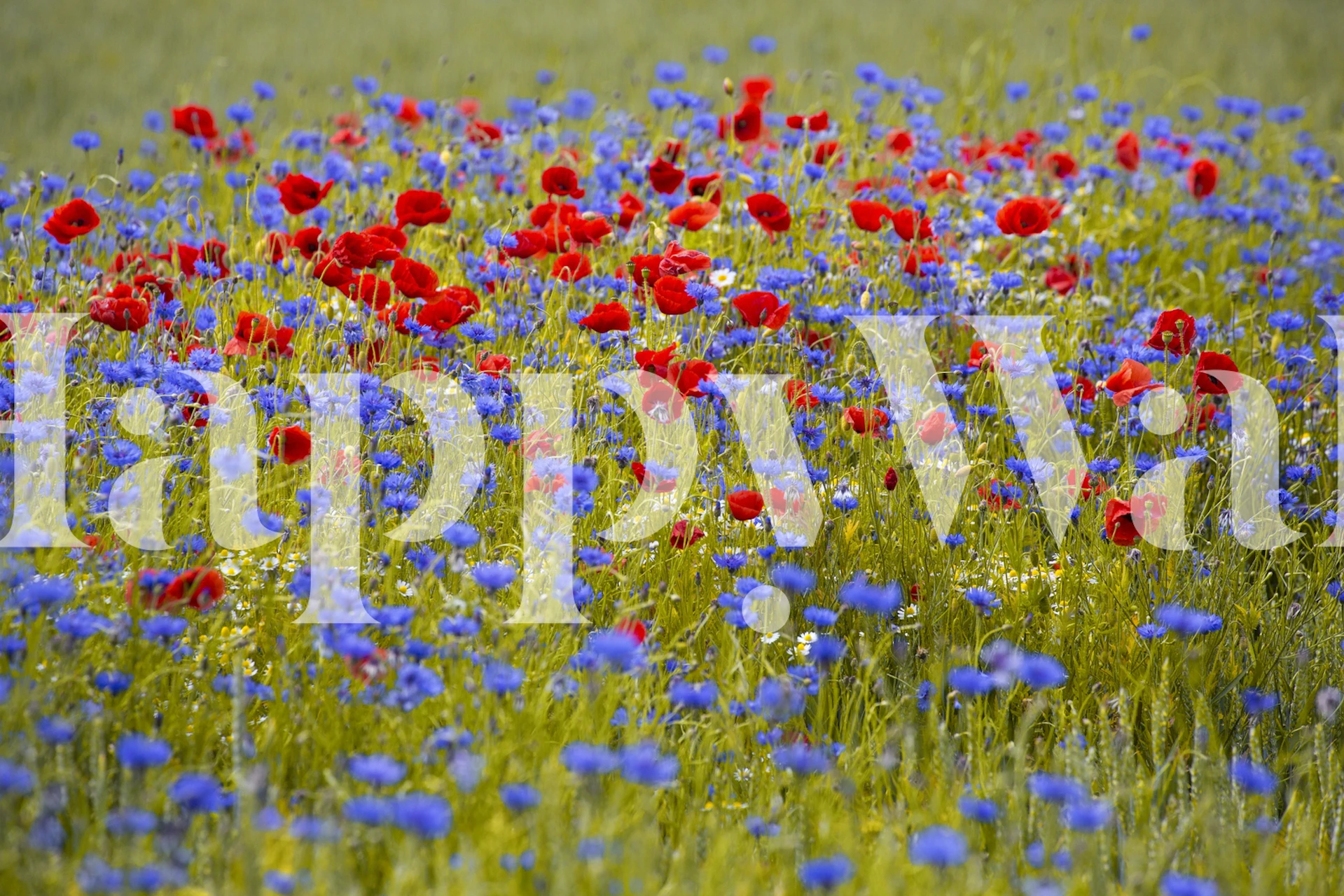 Blue Red Bloom Field wall mural with red poppies and blue cornflowers