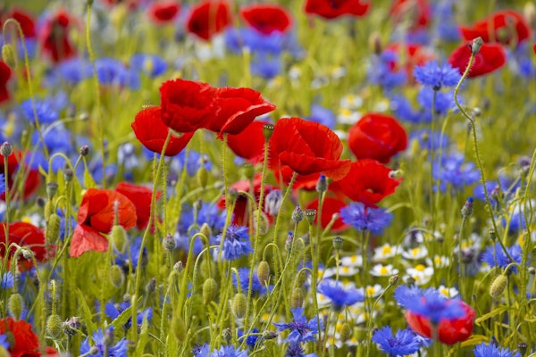 Poppyflower and Cornflower