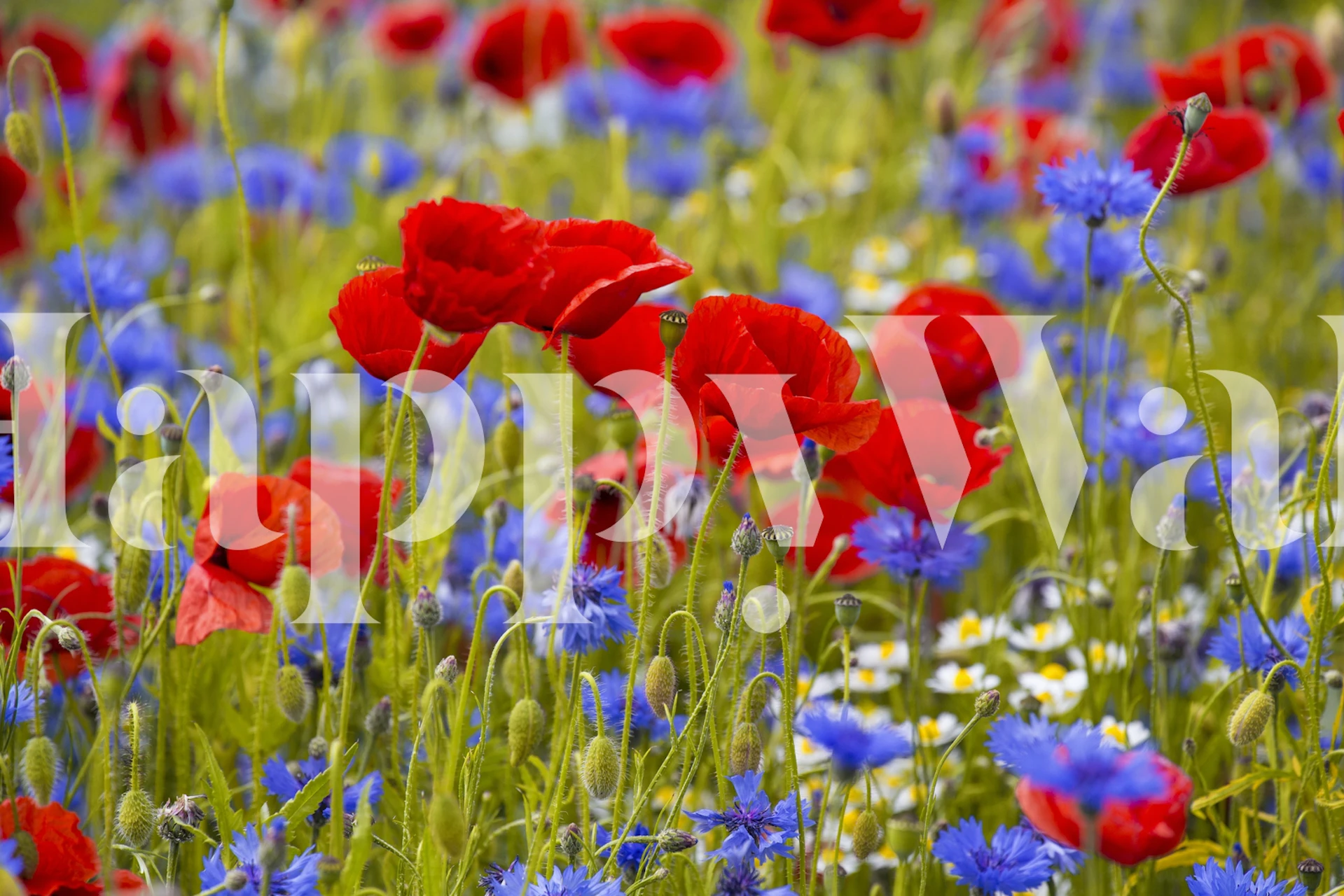 Poppyflower og cornflower tapet i et rom