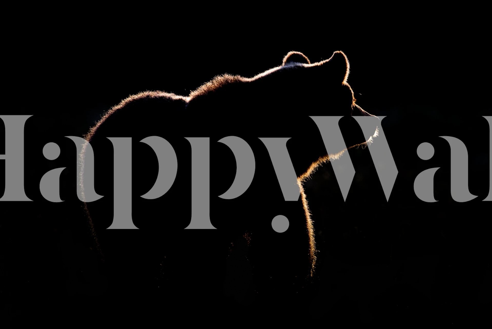Silhouette of a bear against a dark background wallpaper