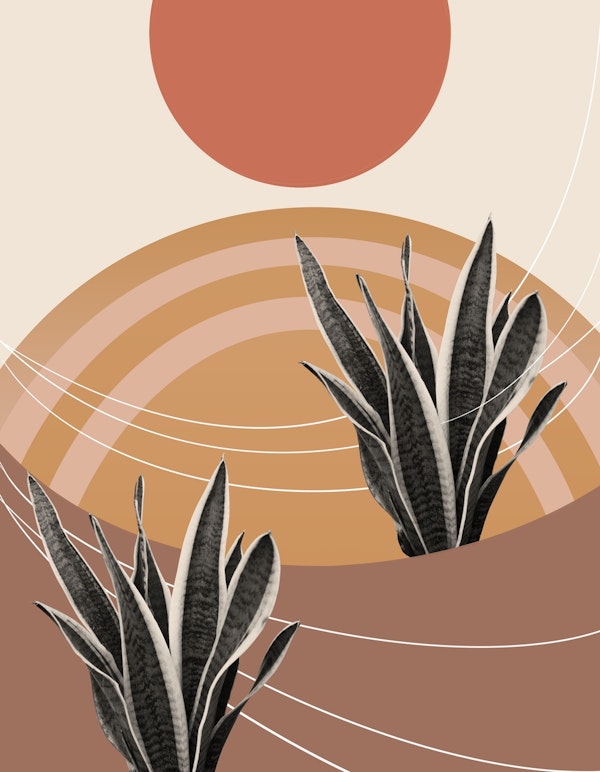 Snake Plant in the Desert 2