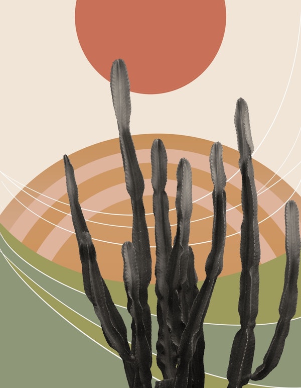 Cactus in the Desert 3