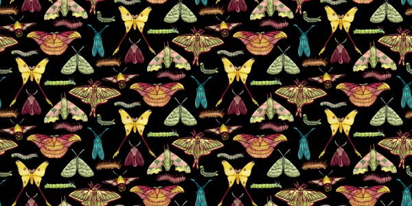 Moths Metamorphosis Montage