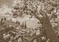 Peacock in Tranquil Garden Engrave wallpaper