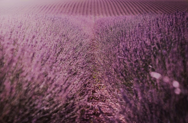 Lavender Field Serenity