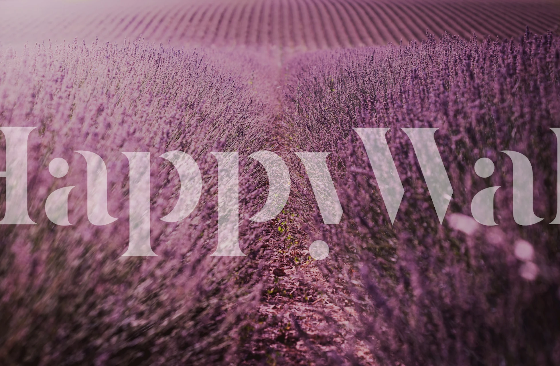 Papel pintado Lavender Field Serenity en una habitación