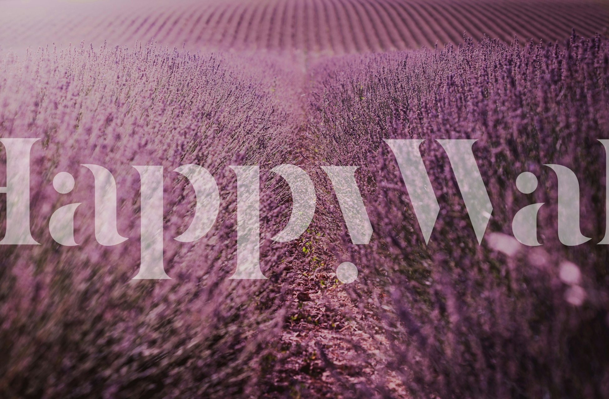 Papel de parede Lavender Field Serenity em um quarto