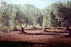 Sunshine Through the Olive Trees