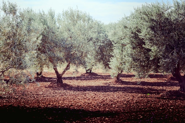 Sunshine Through the Olive Trees